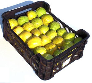 GUAYABA CAJA 1er