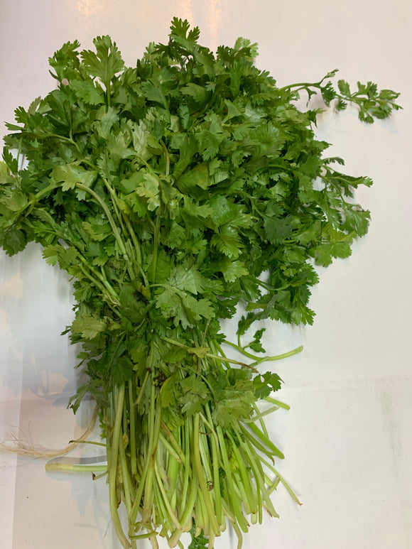 CILANTRO MANOJO GRANDE PZ