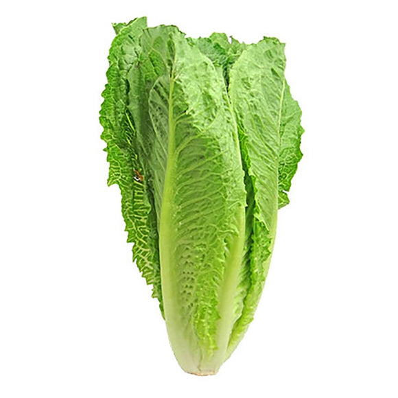 LECHUGA OREJONA